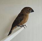 Braziliaanse blauwe bisschop MAN