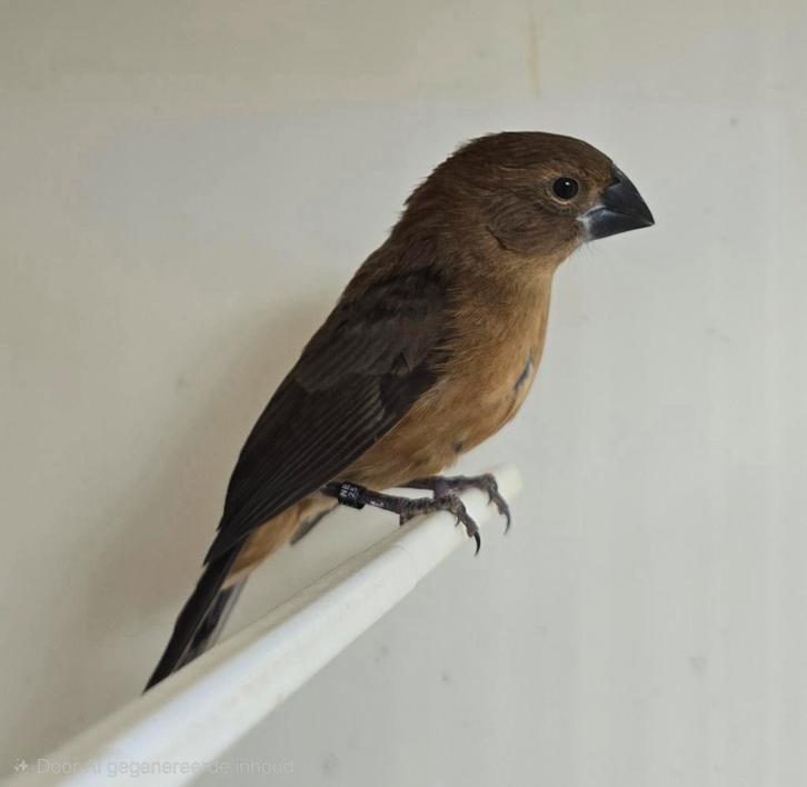 Braziliaanse blauwe bisschop MAN, Dieren en Toebehoren, Vogels | Overige Vogels