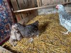 Orpington groot choco, Dieren en Toebehoren, Pluimvee, Meerdere dieren, Kip