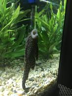 Pleco gratis!, Dieren en Toebehoren, Vis