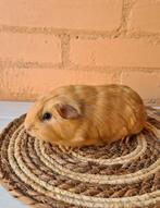 California cavia beertje - choco cali 4 weken oud, Dieren en Toebehoren, Knaagdieren, Cavia, Augustus, Mannelijk, Tam