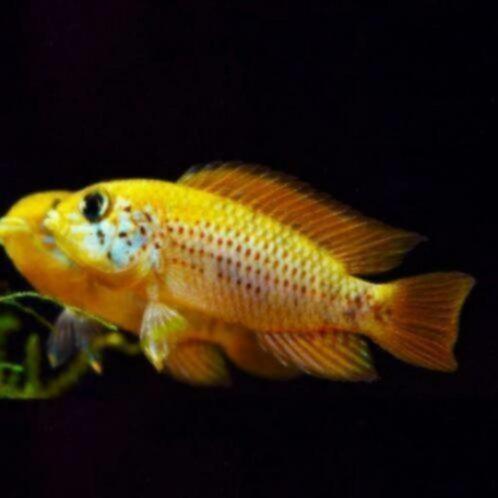 Apistogramma sp. red point per paar - Koidream Valburg, Dieren en Toebehoren, Vissen | Aquariumvissen, Zoetwatervis, Vis