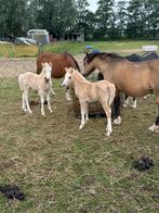 A-WELSH PONY'S TE KOOP. WELSH., Dieren en Toebehoren, Pony's, 0 tot 2 jaar, A pony (tot 1.17m), Onbeleerd, Meerdere dieren