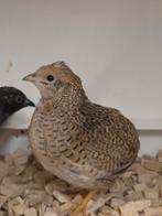 Chinese dwergkwartels, Dieren en Toebehoren, Meerdere dieren, Tropenvogel, Geringd
