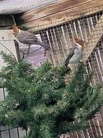 Roodkuifkardinalen 2025 geringd, Meerdere dieren, Geringd