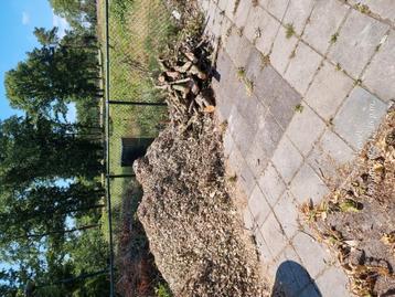 Gratis snippers en eiken hout beschikbaar voor biedingen