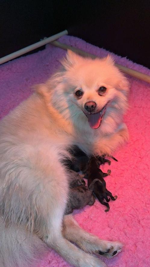 Pomeriaan pups, Dieren en Toebehoren, Honden | Chihuahua's en Gezelschapshonden, Meerdere dieren, Overige rassen, Particulier