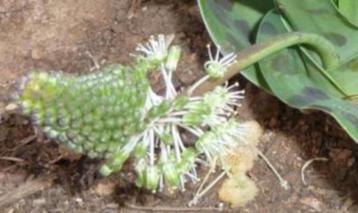 Caudex Ledebouria Zebrina uit Zuid Afrika in de 13 cm pot. beschikbaar voor biedingen