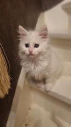 Gooische Maine Coon kittens, Dieren en Toebehoren, Meerdere dieren, Gechipt