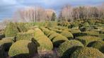 BUXUS ,BUIS BOLLEN,KEGELS, KUBUSSEN RECHTSTREEKS UIT DE KWEK, Tuin en Terras, Planten | Tuinplanten, Overige soorten, Ophalen