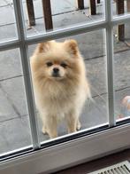 Louis mini pomeriaan dekreu ️ Belgie, Dieren en Toebehoren, België, Particulier, Reu, 1 tot 2 jaar