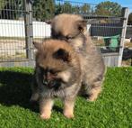 Te koop hele mooie Dwergkees pups (pomeriaan), Dieren en Toebehoren, Nederland, Keeshond, CDV (hondenziekte), 8 tot 15 weken