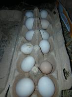 Kriel kip eieren te koop, Dieren en Toebehoren, Pluimvee, Geslacht onbekend, Kip