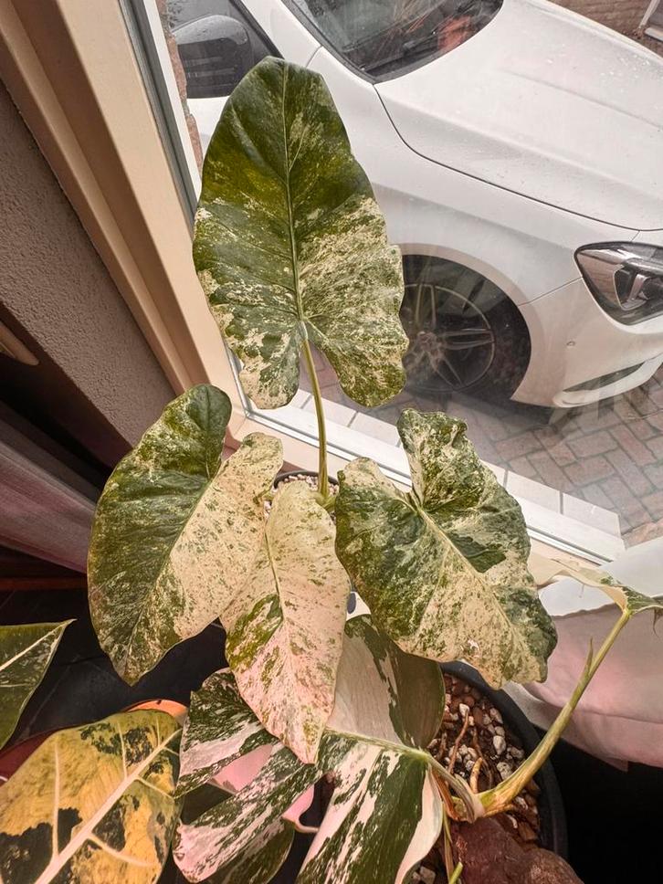 Alocasia Variegata met sterke variegata, Huis en Inrichting, Kamerplanten, Overige soorten, Minder dan 100 cm, Groene kamerplant