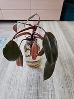 Stekje Philodendron, Ophalen, Halfschaduw, Minder dan 100 cm
