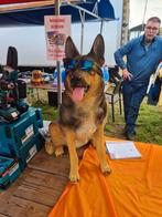 Tuinbeeld hond, Ophalen
