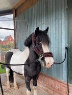 Scheren paarden en pony's, Verzorging of Verzorgpony's