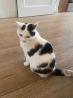 Een super lieve boerderij poes, Poes, Gechipt, 3 tot 5 jaar
