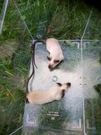 Kleurmuizen, Dieren en Toebehoren, Overige Dieren, Augustus, Meerdere dieren