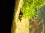 helena slakken, Dieren en Toebehoren, Vissen | Aquariumvissen, Vis, Zoetwatervis, Schoolvis