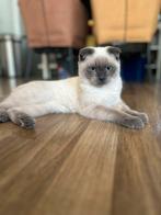 Britse korthaar kitten, Kater, Ontwormd, 0 tot 2 jaar