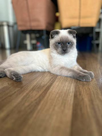Britse korthaar kitten beschikbaar voor biedingen