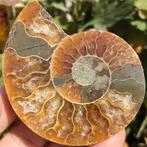 Prachtige gepolijste ammoniet (E1)., Verzenden, Fossiel