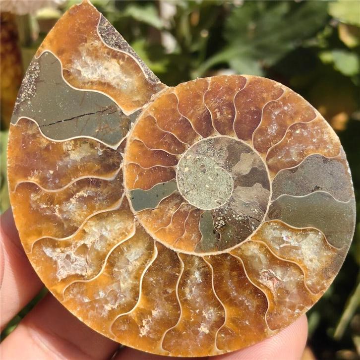 Prachtige gepolijste ammoniet (E1)., Verzamelen, Mineralen en Fossielen, Fossiel, Verzenden