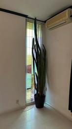 Kamerhoge cactus, Huis en Inrichting, Kamerplanten, Ophalen, Cactus, Volle zon, 200 cm of meer