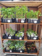 Groenteplanten (tomatenplanten, koolplanten, courgette enz.), Tuin en Terras, Planten | Tuinplanten, Ophalen, Groenteplanten