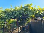 Een blauwe oude druif met een flinke stam, Tuin en Terras, Planten | Fruitbomen, Ophalen, 100 tot 250 cm, Overige soorten, Zomer