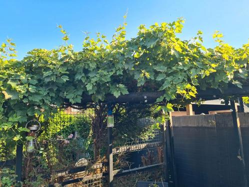 Een blauwe oude druif met een flinke stam, Tuin en Terras, Planten | Fruitbomen, Overige soorten, 100 tot 250 cm, Zomer, Ophalen