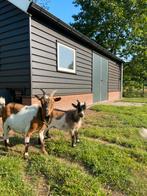 Bok te koop dwerggeit, Dieren en Toebehoren, Schapen, Geiten en Varkens, Mannelijk, Geit