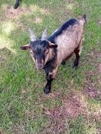 Dwerggeit bok dekbok, Dieren en Toebehoren, Schapen, Geiten en Varkens, Mannelijk, Geit, 0 tot 2 jaar