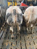 2 dragende super dikbil vaarzen, Dieren en Toebehoren, Runderen, Vrouwelijk, 0 tot 2 jaar