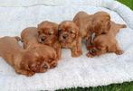 Cavalier Pups beschikbaar, Dieren en Toebehoren, Honden | Retrievers, Spaniëls en Waterhonden, Overige rassen, 8 tot 15 weken