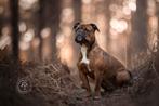 Continental Bulldog kennel  (GEZOND!!!!), Nederland, 8 tot 15 weken, Geslacht onbekend, Bulldog