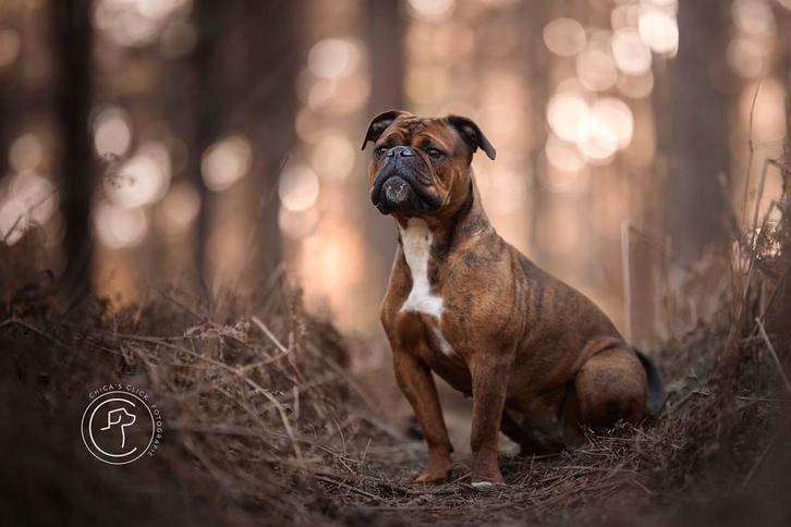 Continental Bulldog kennel  (GEZOND!!!!), Dieren en Toebehoren, Honden | Bulldogs, Pinschers en Molossers, Geslacht onbekend, Bulldog