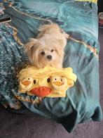 Pomeranian mix bommer dekru niet tekoop, Dieren en Toebehoren, Honden | Dekreuen, Rabiës (hondsdolheid), Reu, Eén hond, 3 tot 5 jaar