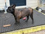Franse Bulldog Bruno rue 7 maand oud bruin brindle, Dieren en Toebehoren, Honden | Bulldogs, Pinschers en Molossers, Rabiës (hondsdolheid)