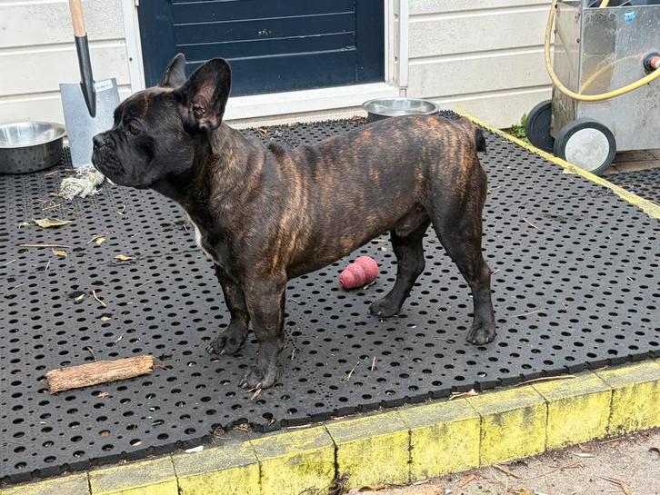Franse Bulldog Bruno rue 7 maand oud bruin brindle, Dieren en Toebehoren, Honden | Bulldogs, Pinschers en Molossers, Reu, Bulldog