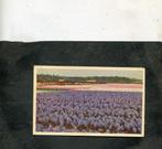 Ansicht Lisse - Omgeving Keukenhof, Verzenden, 1940 tot 1960, Gelopen, Zuid-Holland
