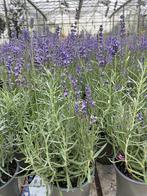 Lavendel - Heerlijk geurende tuinplant 10x €35 |€3,95 pst, Tuin en Terras, Planten | Tuinplanten, Volle zon, Vaste plant, Ophalen of Verzenden