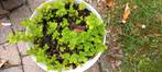 Pepermuntplant 2,50 euro......., Volle zon, Vaste plant, Zomer, Ophalen