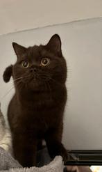 Brits korthaar kater chocolate 1 jaar, Dieren en Toebehoren, Katten en Kittens | Raskatten | Korthaar, Kater, Gechipt, 0 tot 2 jaar