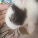Duitse reus rammelaar., Dieren en Toebehoren, Konijnen, Mannelijk, Groot