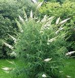 Buddleja White Profusion | Vlinderstruik | Chemievrij | C2, Ophalen of Verzenden, Vlinderstruik, Struik, Minder dan 100 cm