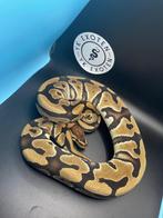 Koningspython Pastel 100% Triple het voor Amur -  Desert Gho, Slang, 0 tot 2 jaar