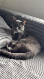 super lieve gecastreerde kater, Kater