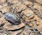 Armadillidium depressum, Dieren en Toebehoren, Insecten en Spinnen, Overige soorten